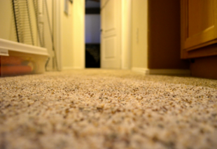 Carpet Maintenance Solutions for Pet Owners | SCV Floorsmith