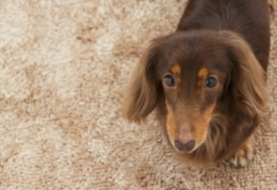 Pet Friendly Carpet Palatine | SCV Floorsmith